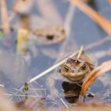 Lausanne va restaurer l'étang du Bourget afin de le rendre plus propice aux amphibiens notamment (photo d'illustration). KEYSTONE/DPA/NICOLAS ARMER